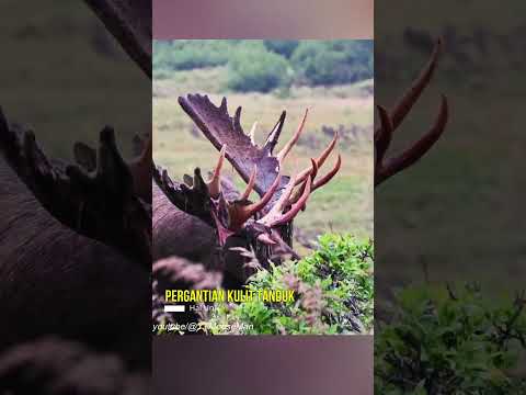 Video: Mengapa tembakan leher menjatuhkan rusa?