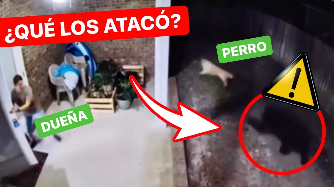 Cuanto cuesta hospitalizar a un perro