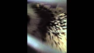 Hedgehog Sneezing