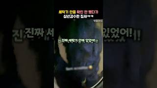 세탁기 안을 확인 안 했다가 십년감수한 집사ㅋㅋ #동물 #고양이