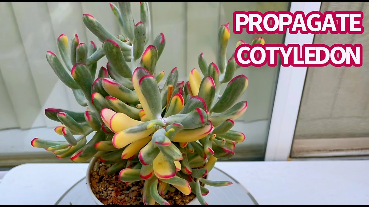 #522 PROPAGATION COTYLEDON FROM LEAVES | NHÂN GIỐNG SEN SỎI CẦU VỒNG | 다육식물 | 多肉植物 | Suculentas