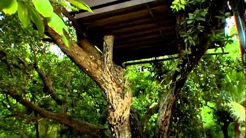 Alison's Adventures "The Haunted Treehouse" Fiji