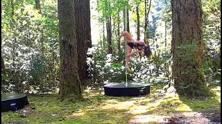 Pole Dance In The Woods, May 2017