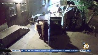Bear takes entire Dumpster from Colorado Springs restaurant