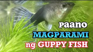 PAANO MAGPARAMI NG GUPPY | PAANO MAG BREED NG GUPPY | HOW TO BREED GUPPY | GUPPY BREEDING