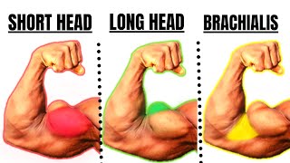 15  BEST BICEPS WORKOUT AT GYM TO GET BIGGER ARMS FAST screenshot 1