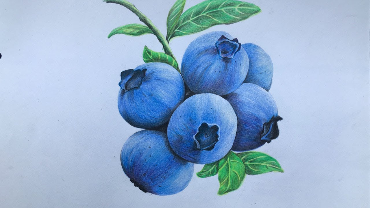 Blueberry drawing in color pencil fruit drawing blueberry drawing