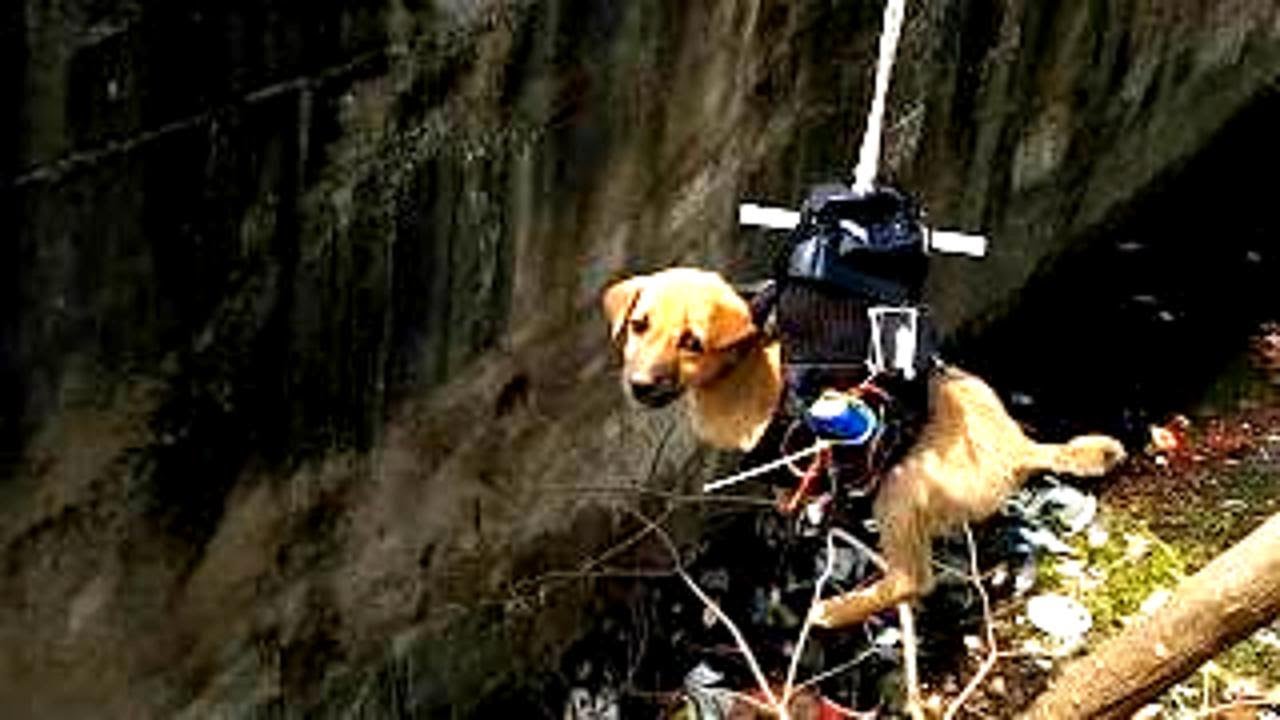 Small Creature Rescues Amazing Small Animal Rescues | 4K - YouTube