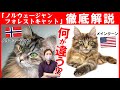 【ノルウェージャンフォレストキャットの魅力】神話にも登場する神秘的な猫！メインクーンやサイベリアンとの違いもご紹介！猫種紹介コーナー#2