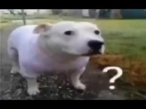 huh? dog huhcore
