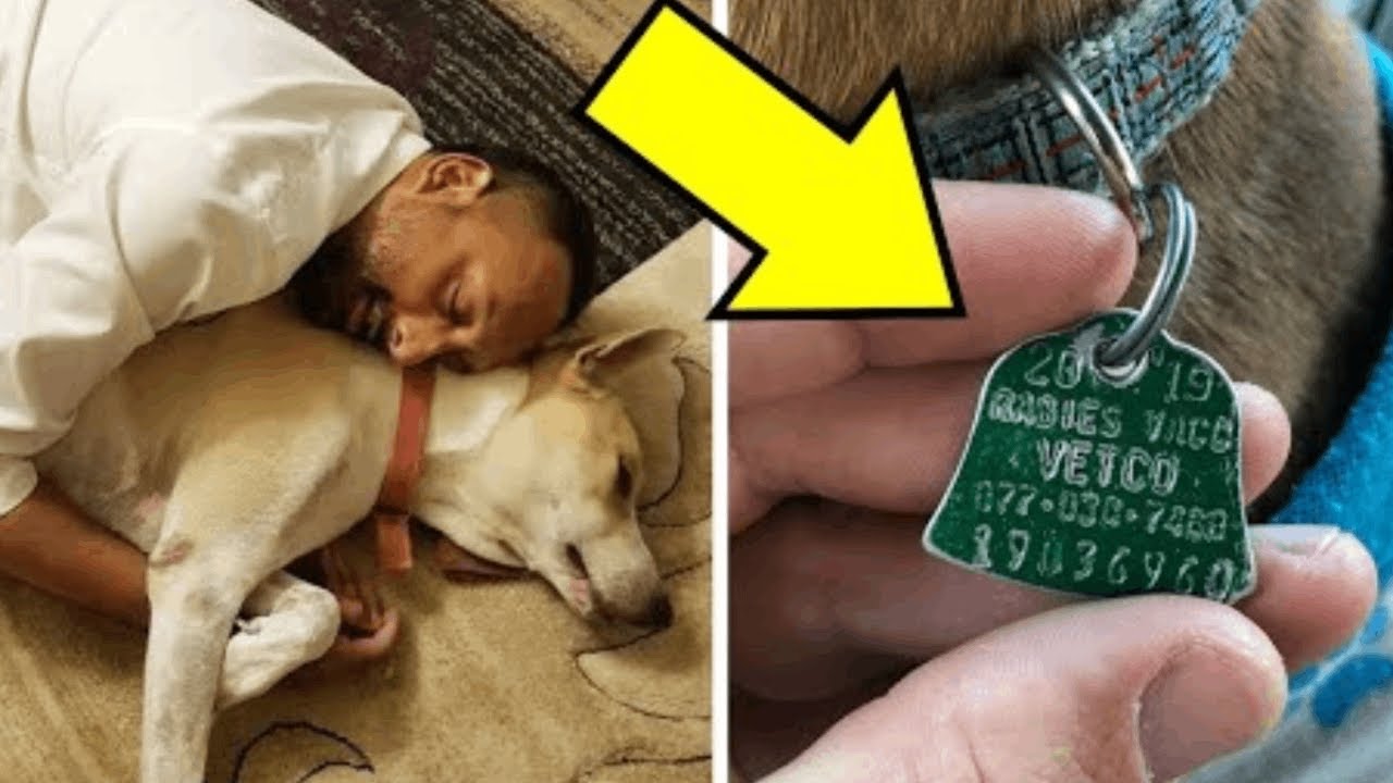 Man Who Picks Up Lost Dog On The Street Spots A Dark Note Around Her ...