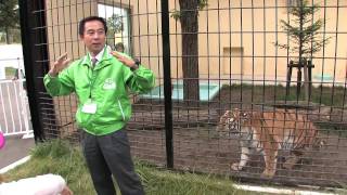 釧路動物園の人気者！アムールトラの兄妹「タイガ」と「ココア