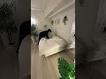 部屋を広く見せるコツ #ライフスタイル #一人暮らし #暮らし