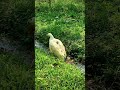 #swan #हंस #बदख़ #duck