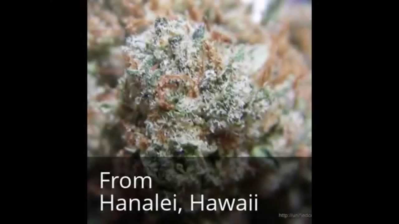 ViperHeadTV: Indica Pine Presents Vader OG