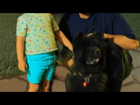 تجميع معارك  شيكو الشياكة