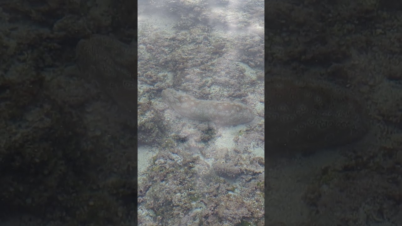 ジャノメナマコ/喜界島/Bohadschia argus/Leopard sea cucumber