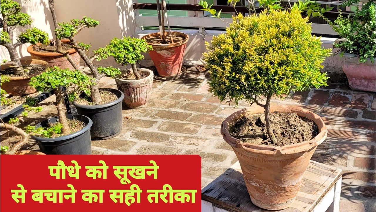 पौधे को सूखने से बचाने का सही तरीका / Cypress plant care tips / Juniper plant / Gardening tips