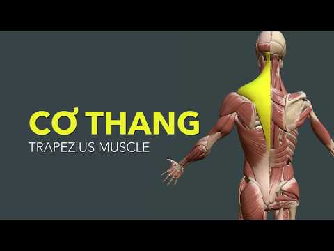 Cơ thang là gì? Trapezius muscle