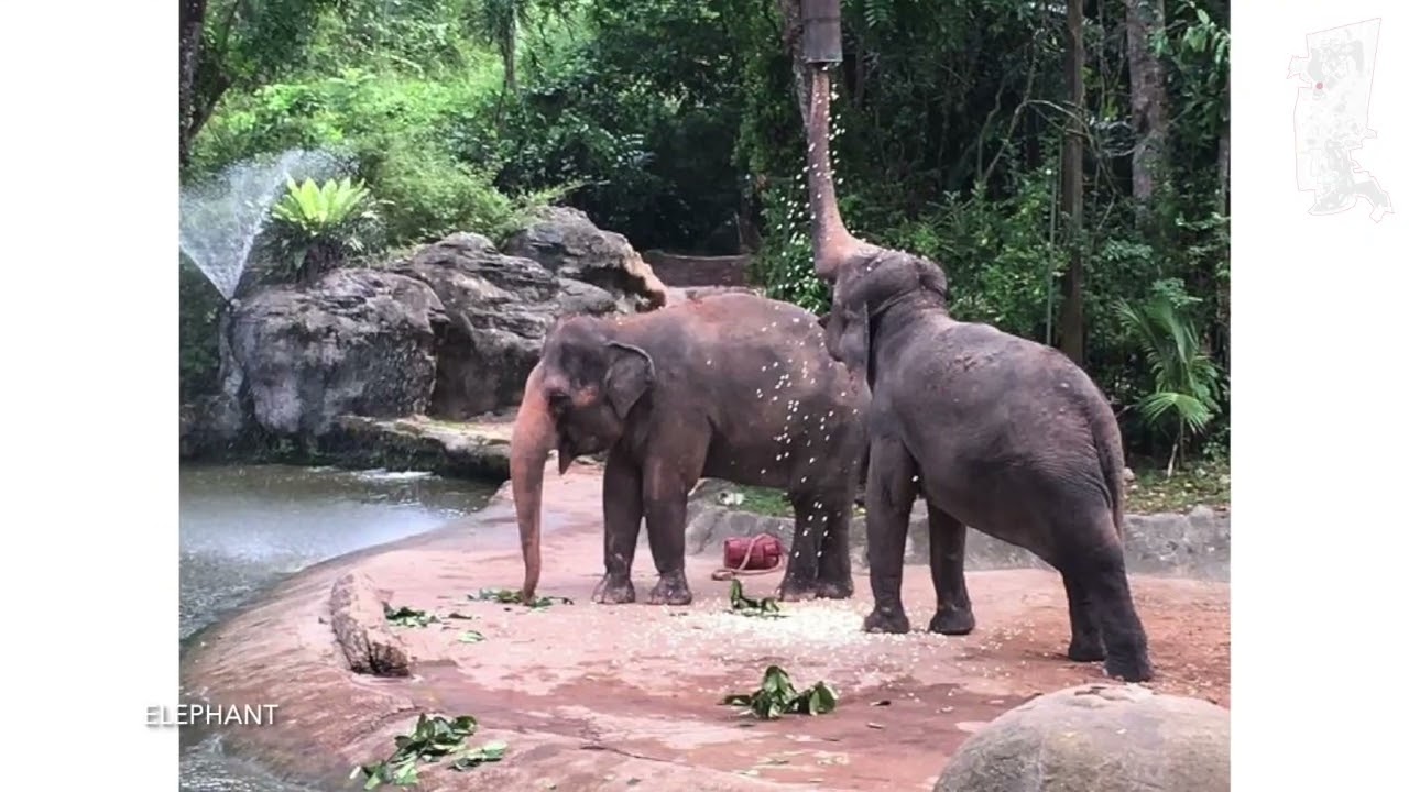 Bangladesh National Zoo (Mirpur) Masterplan Animation Works by Studio Aestheta