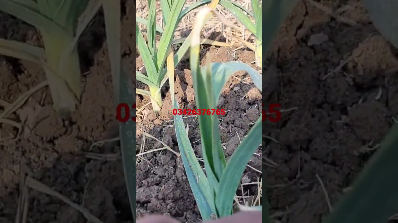 Narc G1 Garlic Advance Booking Rate 2023| G1 Garlic in Pakistan