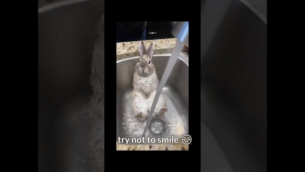 Bunny’s Unexpected Spa Day! 🐰🚿😂 