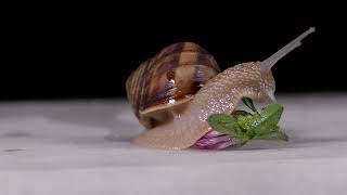 Caracol comiendo 4K