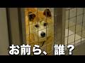 【飼い主じゃない】首輪が繋がったまま誰も迎えにこないシバっぽい犬は愛護センターから違う飼い主へと譲渡されたが...