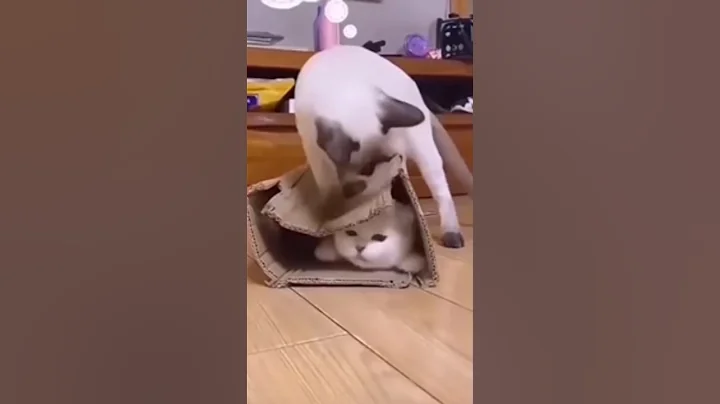 Video 9760101: funniest cats dogs compilation, cats dogs animals compilation, cute cat compilation funniest, entertainment dog cat