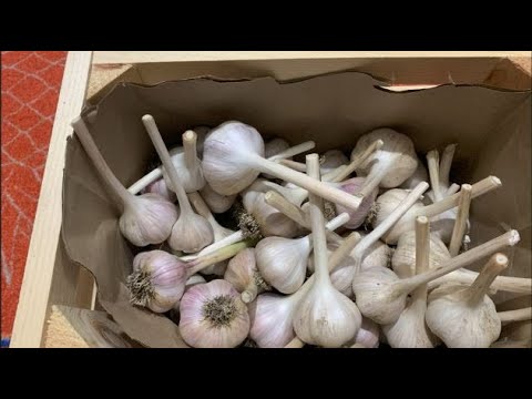 Garlic Clean Garlic Cleaning - YouTube