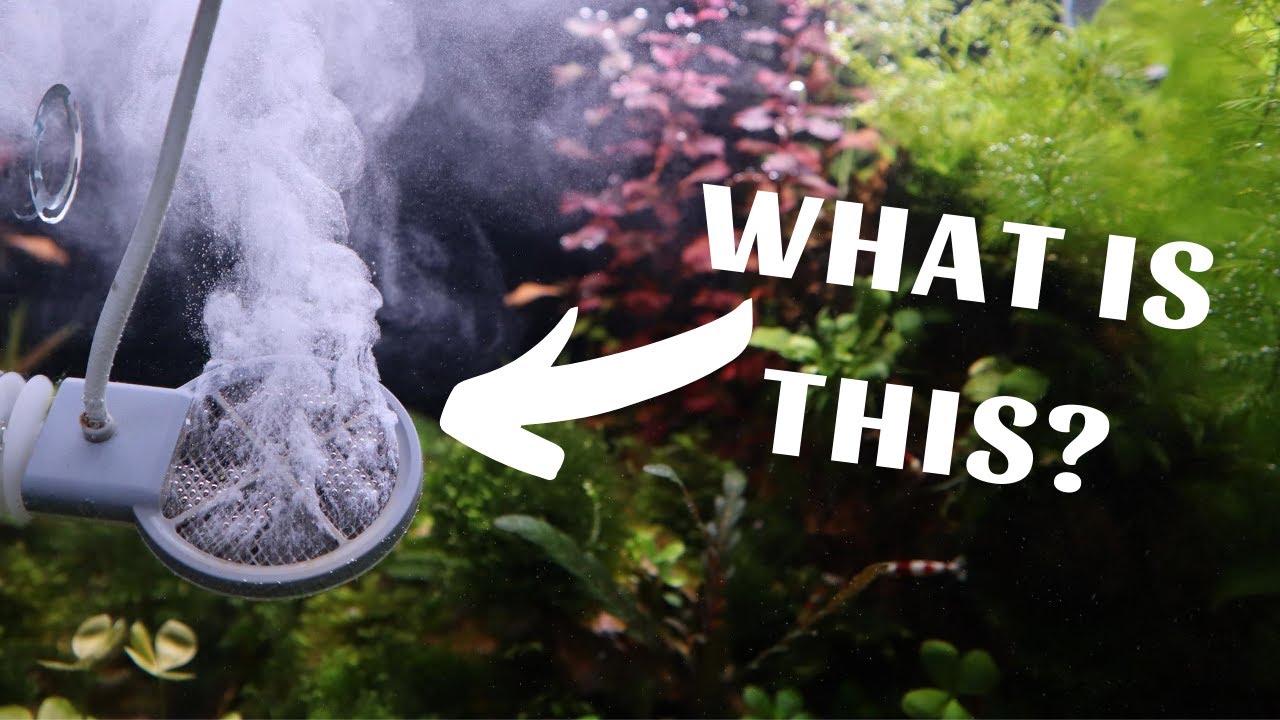 Why am I using aquarium sterilizer?  (Twinstar sterilizer)