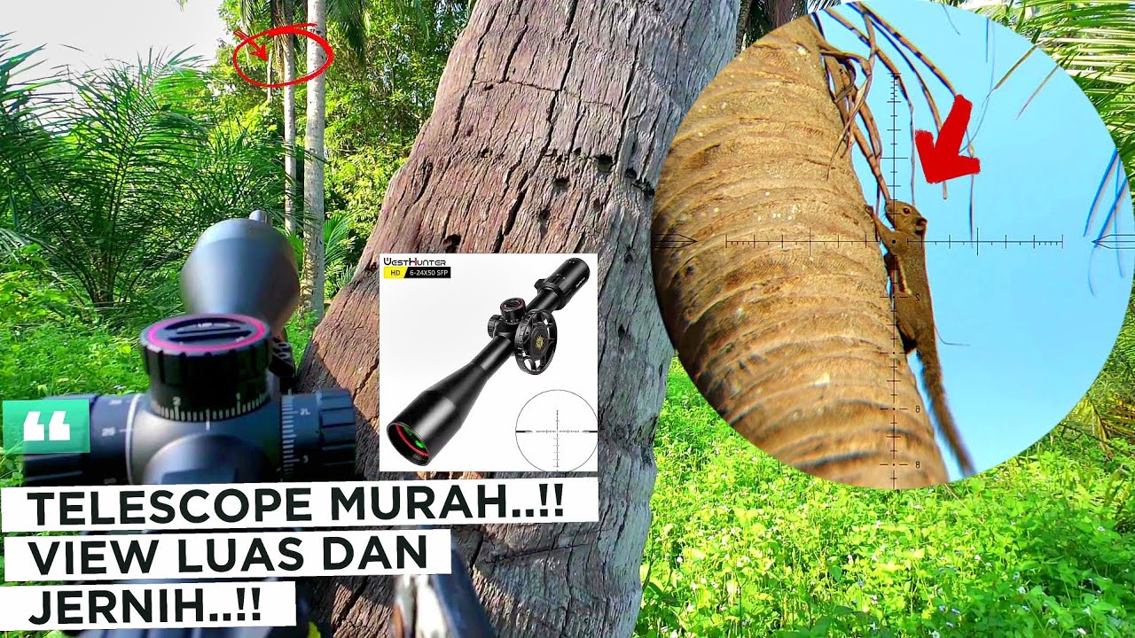 TELESCOPE BARU‼️LANGSUNG KITA BAWA KE SARANG🐿🦫🦫🐿