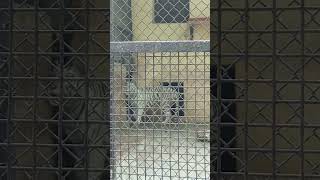 white colour tiger video please dekhna subscribe ke rakhna