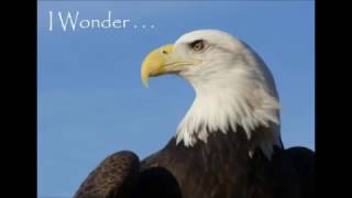 I Wonder... What Age Can Bald Eagles Reach?
