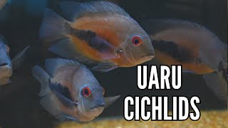 How to Keep Uaru Cichlids | Complete Care & Breeding Guide