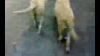Synchronized Wagging