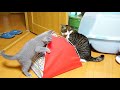 テントは入るものですよ?
