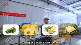Pineapple Washing and Grading Line.