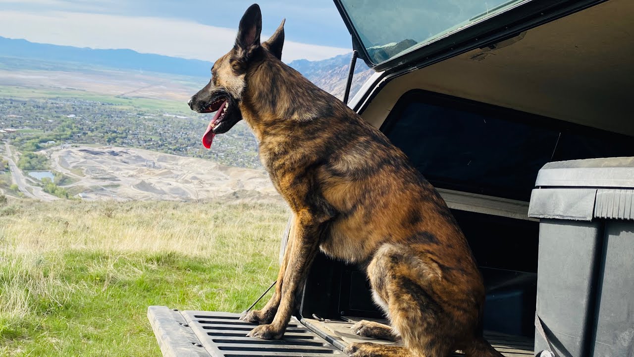 Поход с голландской овчаркой