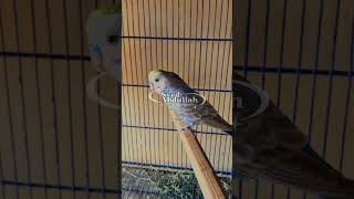 Kasy Tun Syed Abdullah