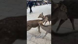 They're such polite animals! 🥹