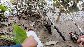 Câu cá chày sông