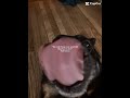 @BadBunnyPR #fypシ #fyp