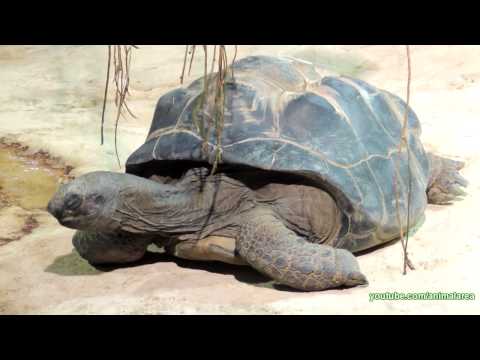 Ninja Turtle Screaming