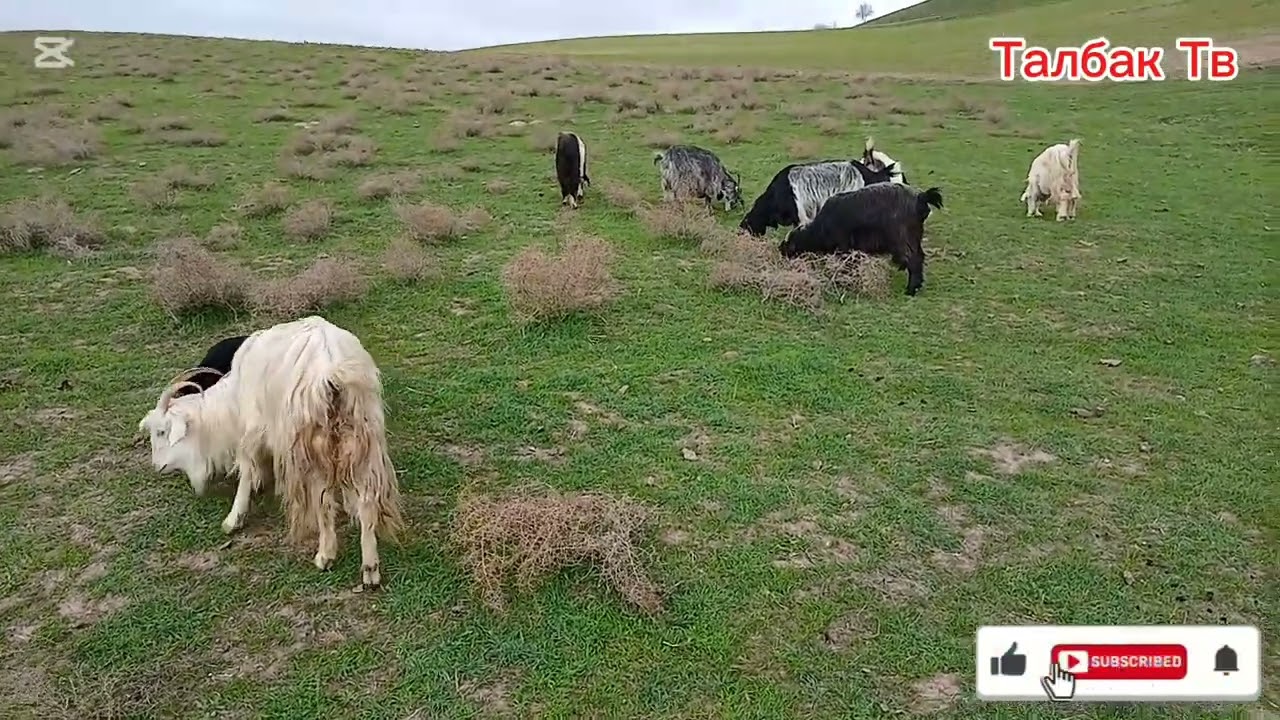 Стоп ✋️ савдошид  бузо