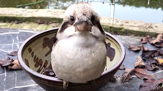 Adorable chaos with kookaburras, magpies, and choughs! Part 4!