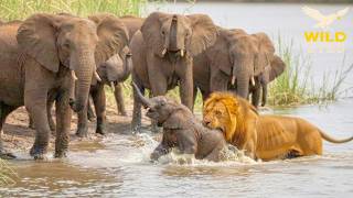 WILD AFRICA | Absolute Power and the Great Legendary Migration | Animal Documentary