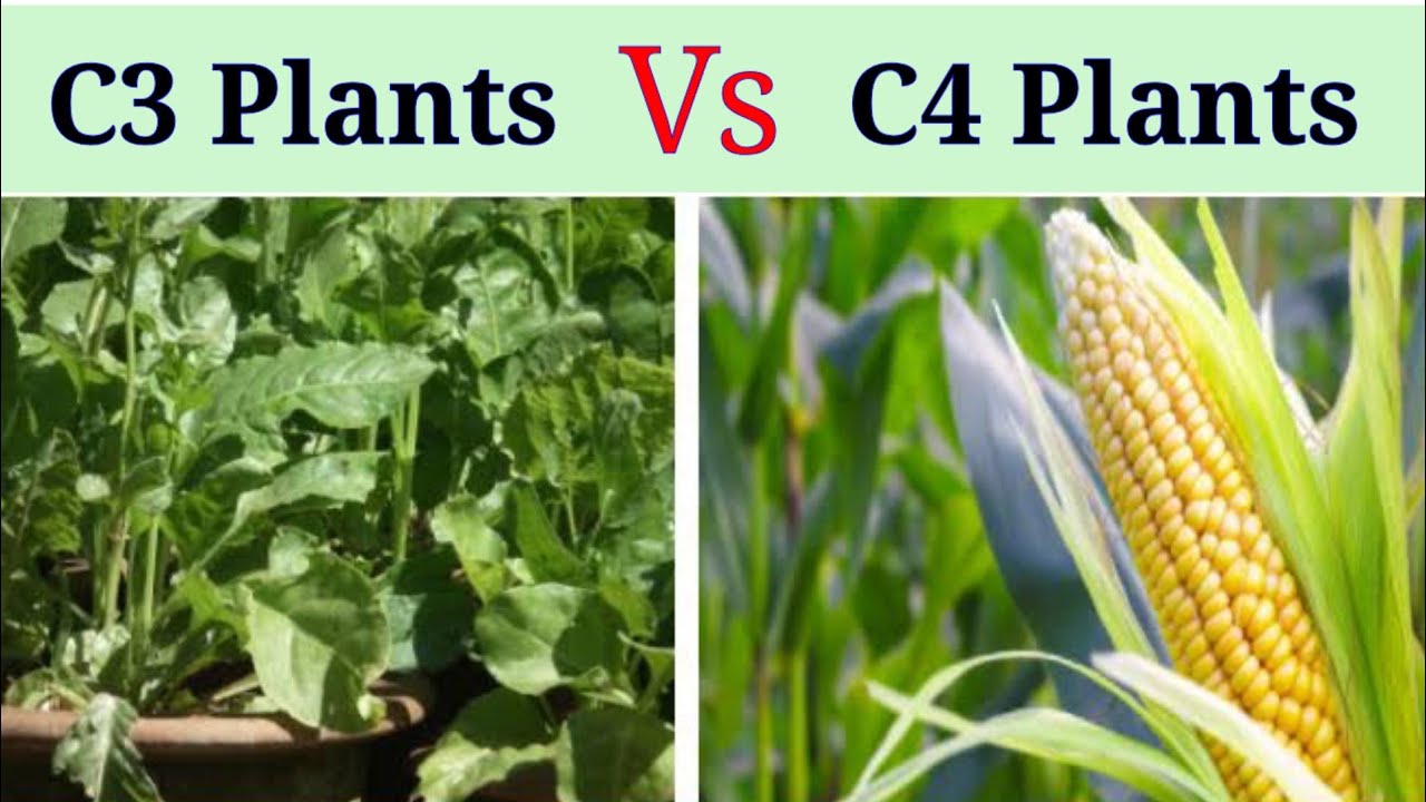 Gerbera české Budějovice Difference Between c3 Plants And c4 Plants | Lec. 27 | Plant Physiology