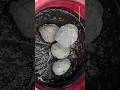 Black Paste Pouring Balls dipping #oddlysatisfying