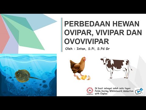  Perbedaan  Hewan Ovipar Vivipar  dan  Ovovivipar  YouTube